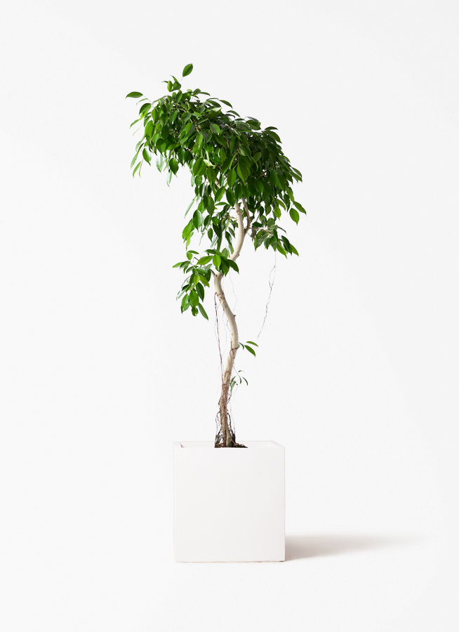 観葉植物 ￼ベンジャミン ヌダ 195cm 観葉植物 フィカス ベンジャミン 9号 ヌダ LushBasket (ラッシュ