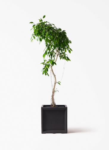 ficus-benjamina-nuda-13_1.jpg?
