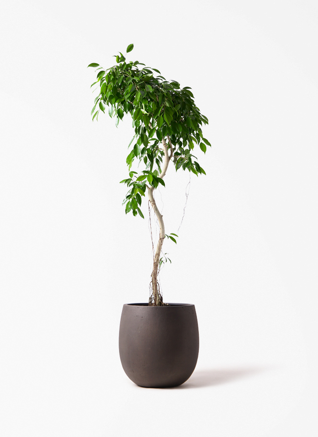 観葉植物 フィカス ベンジャミン 9号 ヌダ LushBasket (ラッシュ