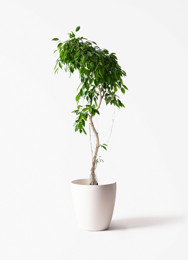 観葉植物 フィカス ベンジャミン 9号 ヌダ ブリティッシュキューブ