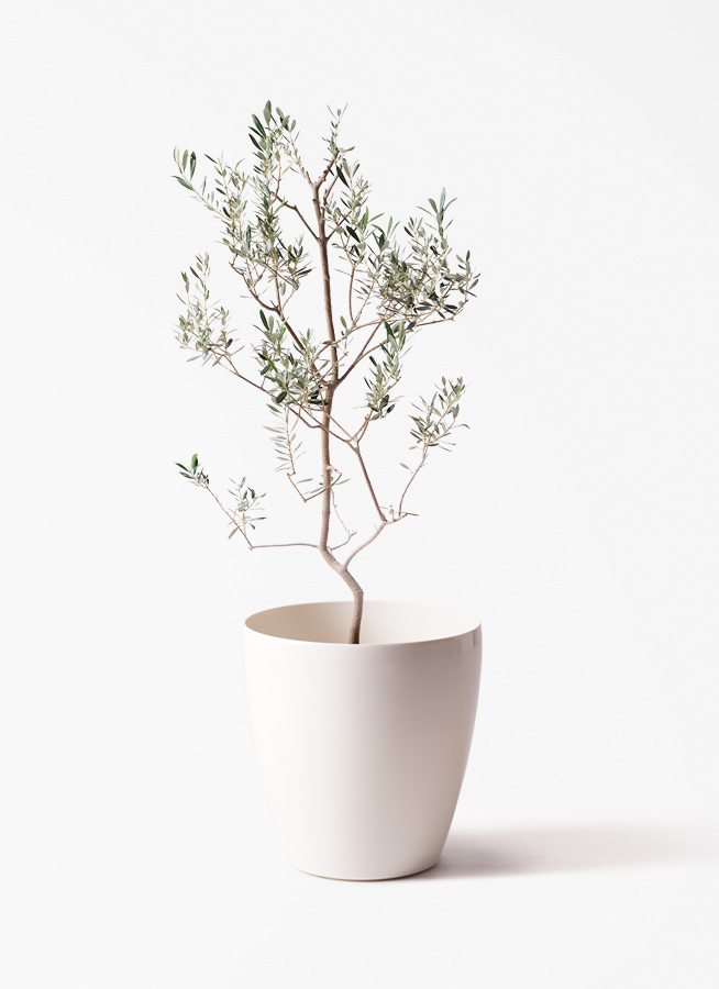 観葉植物 オリーブの木 8号 バロウニ Eco Stone (エコストーン
