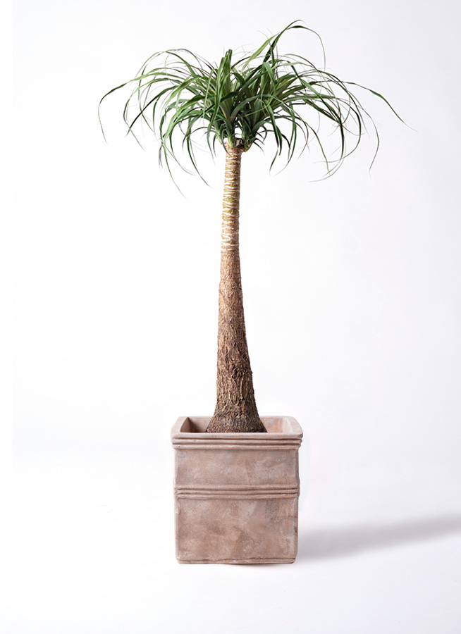 観葉植物 トックリラン ポニーテール 8号 テラアストラ カペラキュビ