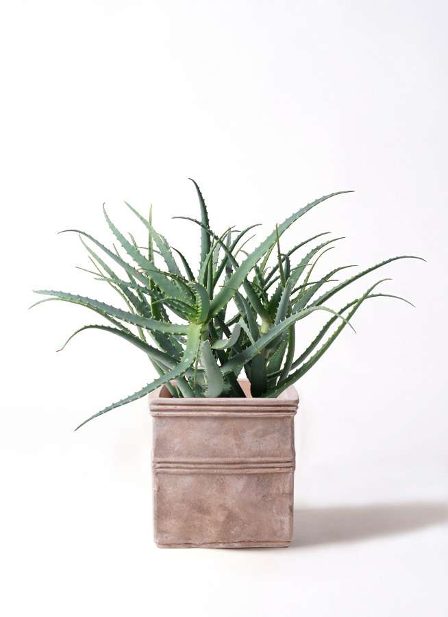 観葉植物 アロエ キダチアロエ 8号 テラアストラ カペラキュビ 赤茶色 付き 観葉植物ならhitohana ひとはな