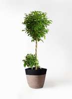 高さ190cm 観葉植物　大型　室内　10号鉢　フィカス ベンジャミン　玉造り 観葉植物 フィカス ベンジャミン 10号 玉造り リブバスケットNatural