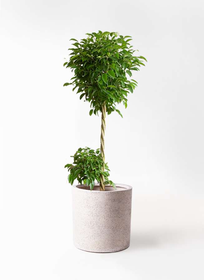 観葉植物 フィカス ベンジャミン 10号 玉造り サンディ シリンダー 白 付き 観葉植物ならhitohana ひとはな
