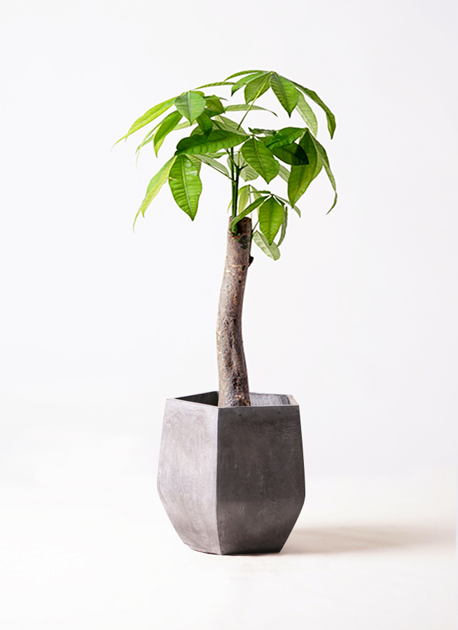 観葉植物 パキラ 8号 朴 ファイバークレイ Gray 付き | 観葉植物なら