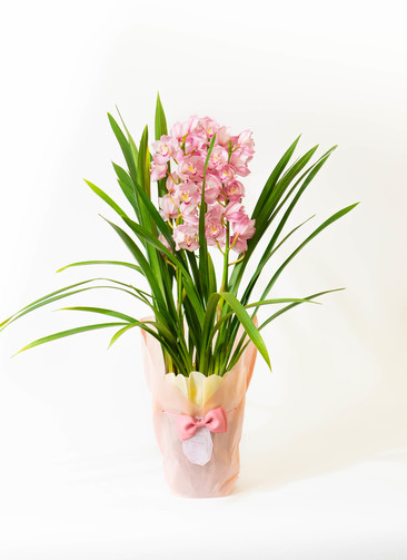 ds-sano-cymbidium-pink-4_0003.