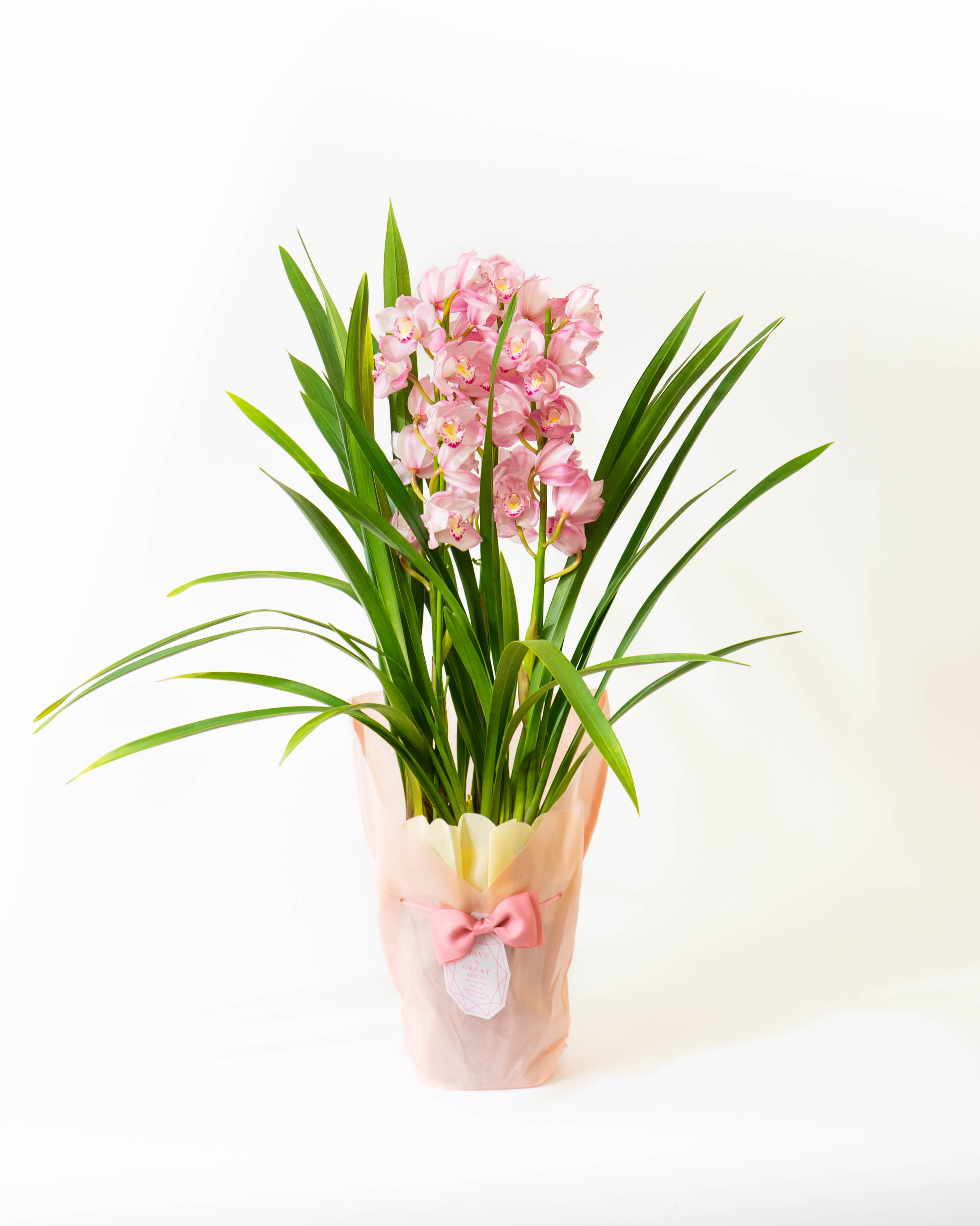 ds-sano-cymbidium-pink-4_0003.
