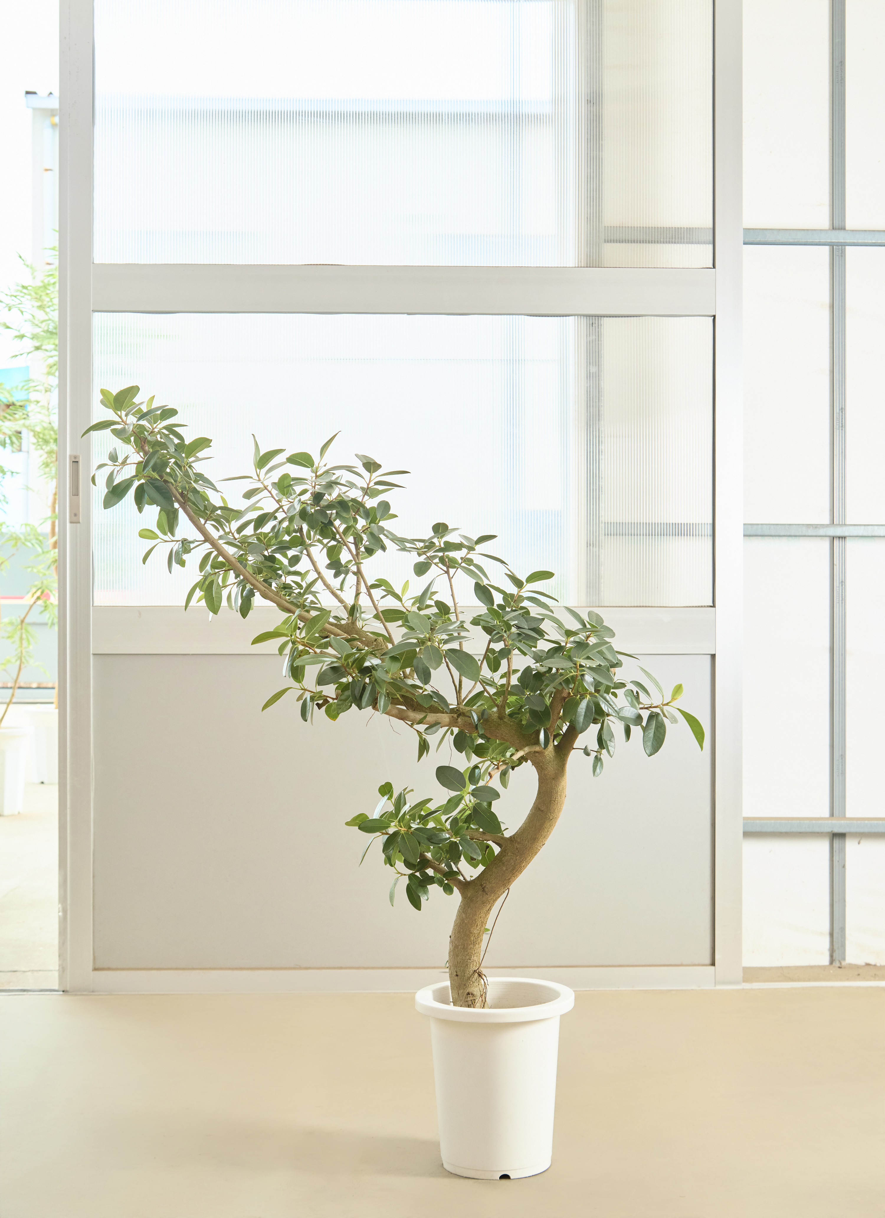 観葉植物 ガジュマル【125cm】 8号 曲り プラスチック鉢 #70015 ※1都3