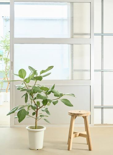 観葉植物 フィカス アルテシーマ【105cm】8号 プラスチック鉢 #70011