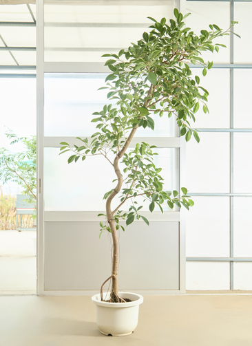 観葉植物 ガジュマル【230cm】12号 曲り プラスチック鉢 #70007 ※1都3