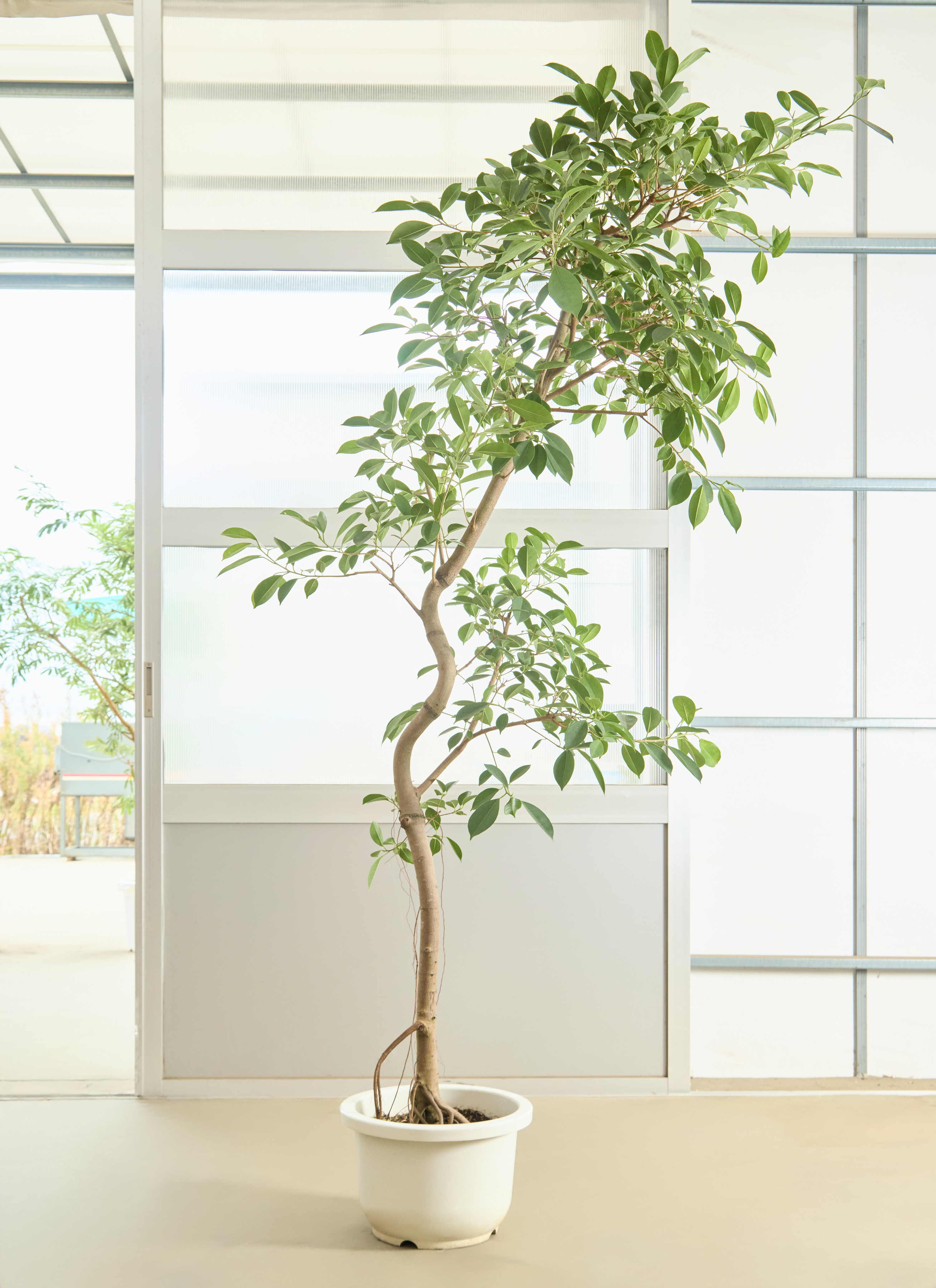 ガジュマル 1点もの（現品・現物） | 観葉植物通販HitoHana(ひとはな)
