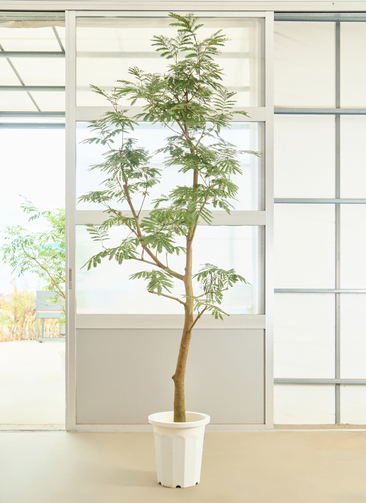 観葉植物 エバーフレッシュ【225cm】10号 プラスチック鉢 #70005 ※1都3