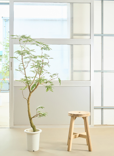 観葉植物 エバーフレッシュ【145cm】7号 プラスチック鉢 #70002 | 観葉