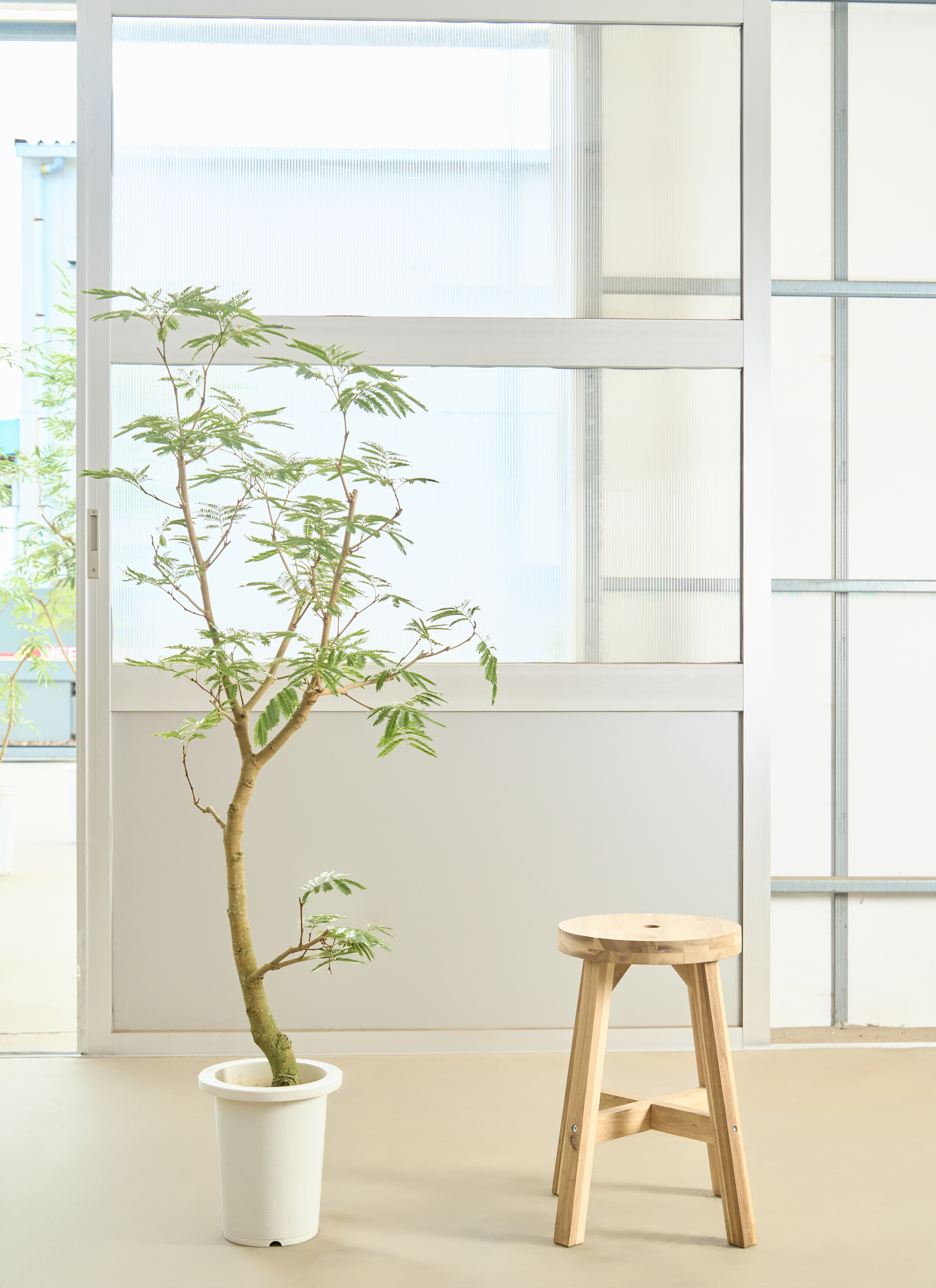 観葉植物 エバーフレッシュ【145cm】7号 プラスチック鉢 #70002 | 観葉