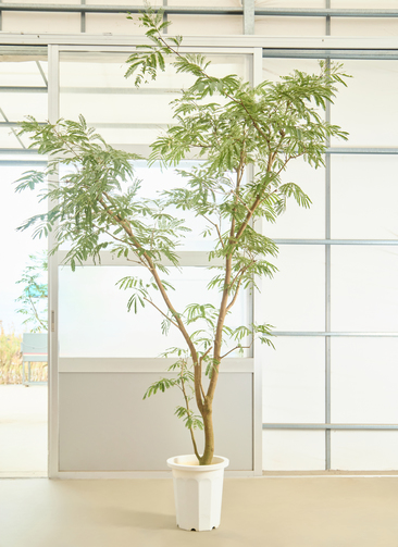 観葉植物 エバーフレッシュ【220cm】10号 プラスチック鉢 #69998 ※1都3