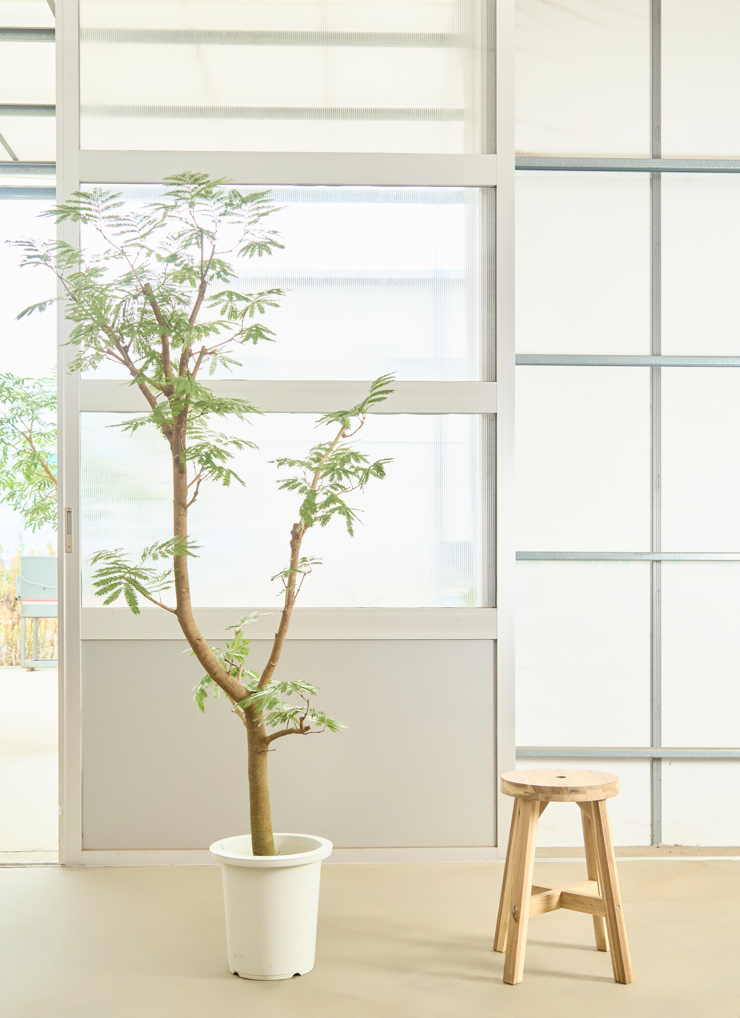 観葉植物 エバーフレッシュ【180cm】9号 プラスチック鉢 #69996 ※1都3