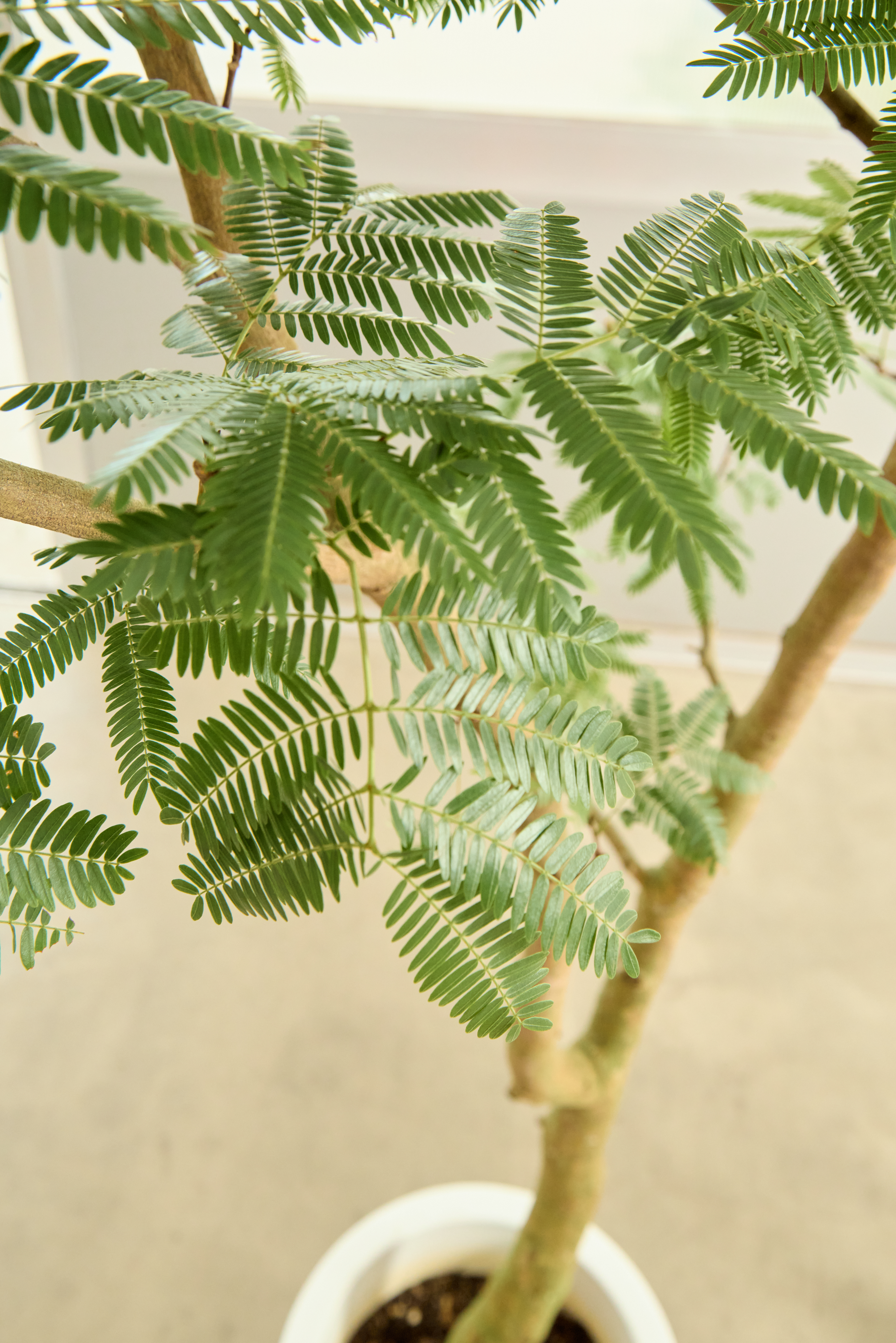 観葉植物 エバーフレッシュ【180cm】9号 プラスチック鉢 #69995 ※1都3