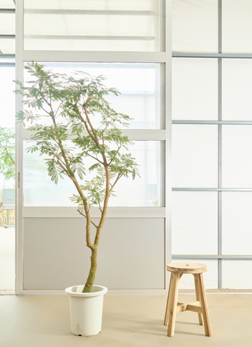 観葉植物 エバーフレッシュ【180cm】9号 プラスチック鉢 #69995 ※1都3