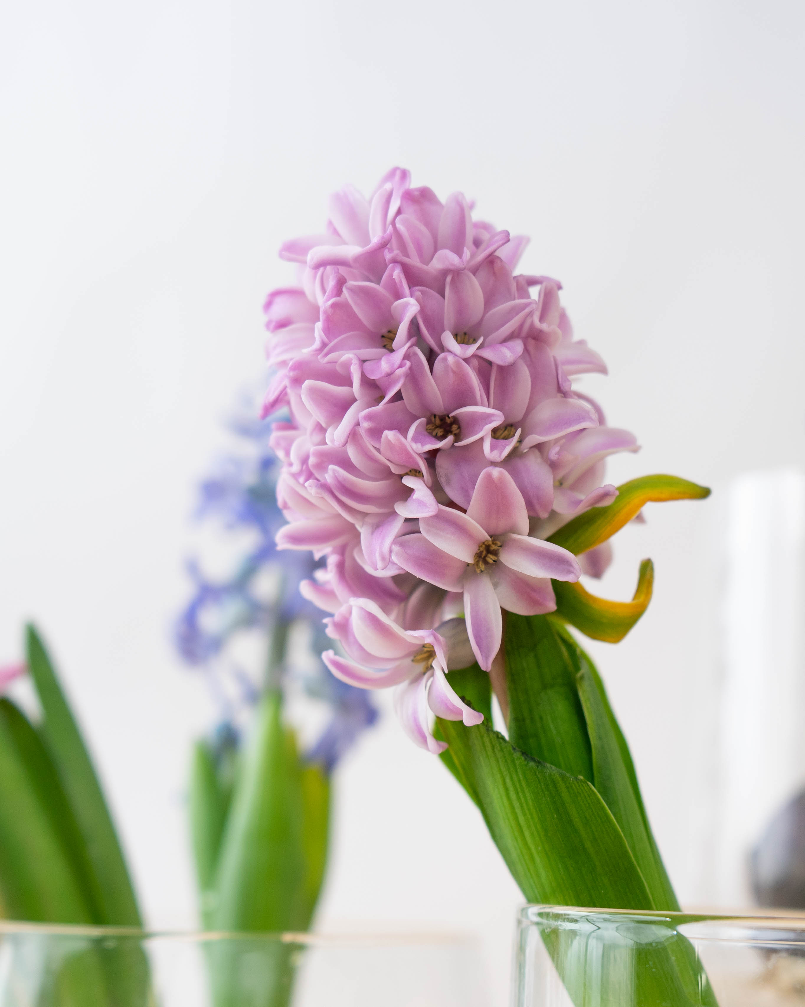 産地直送 球根ヒヤシンス ミックス（5球入り）／富山 富山県花卉球根