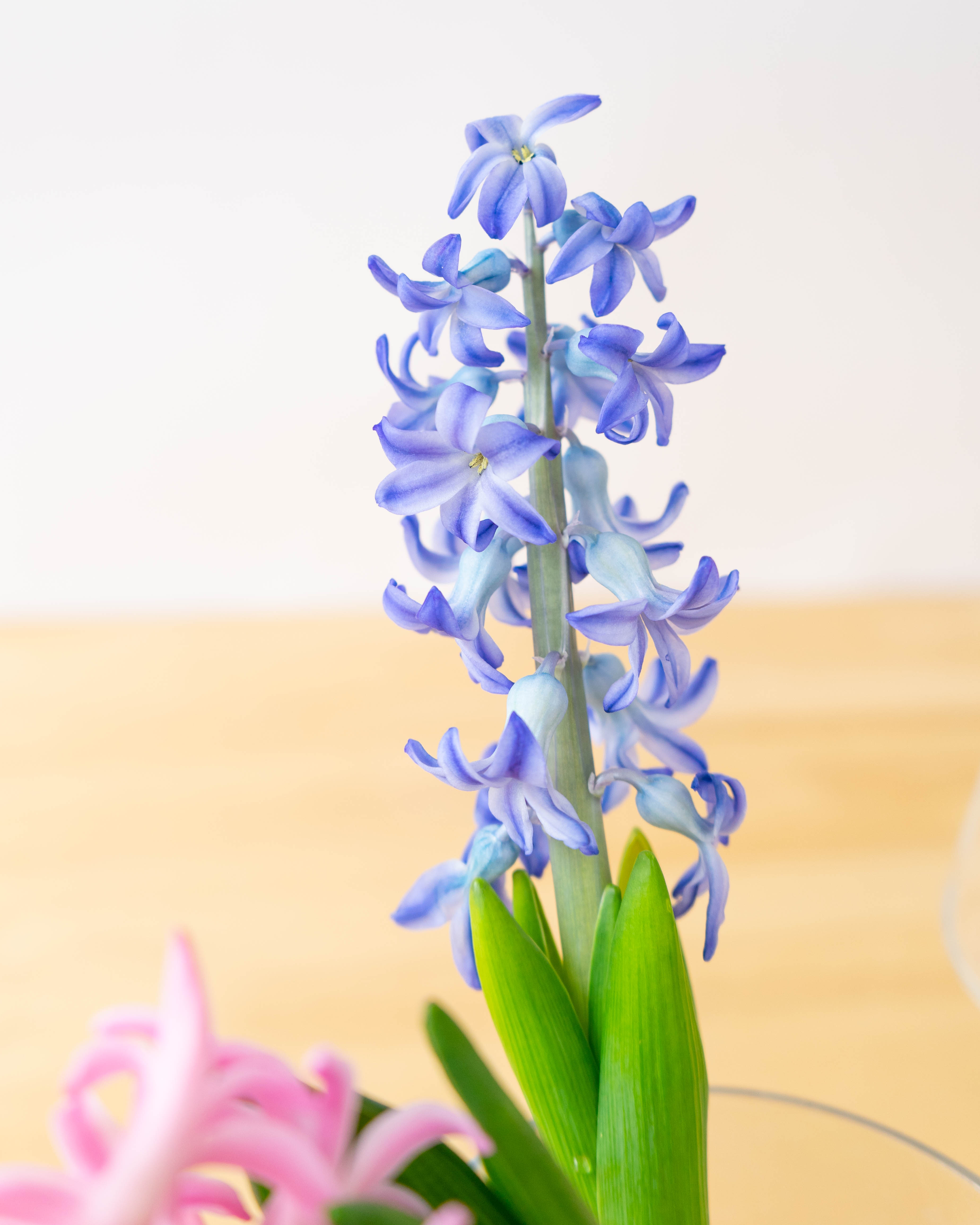 産地直送 球根ヒヤシンス ミックス（5球入り）／富山 富山県花卉球根