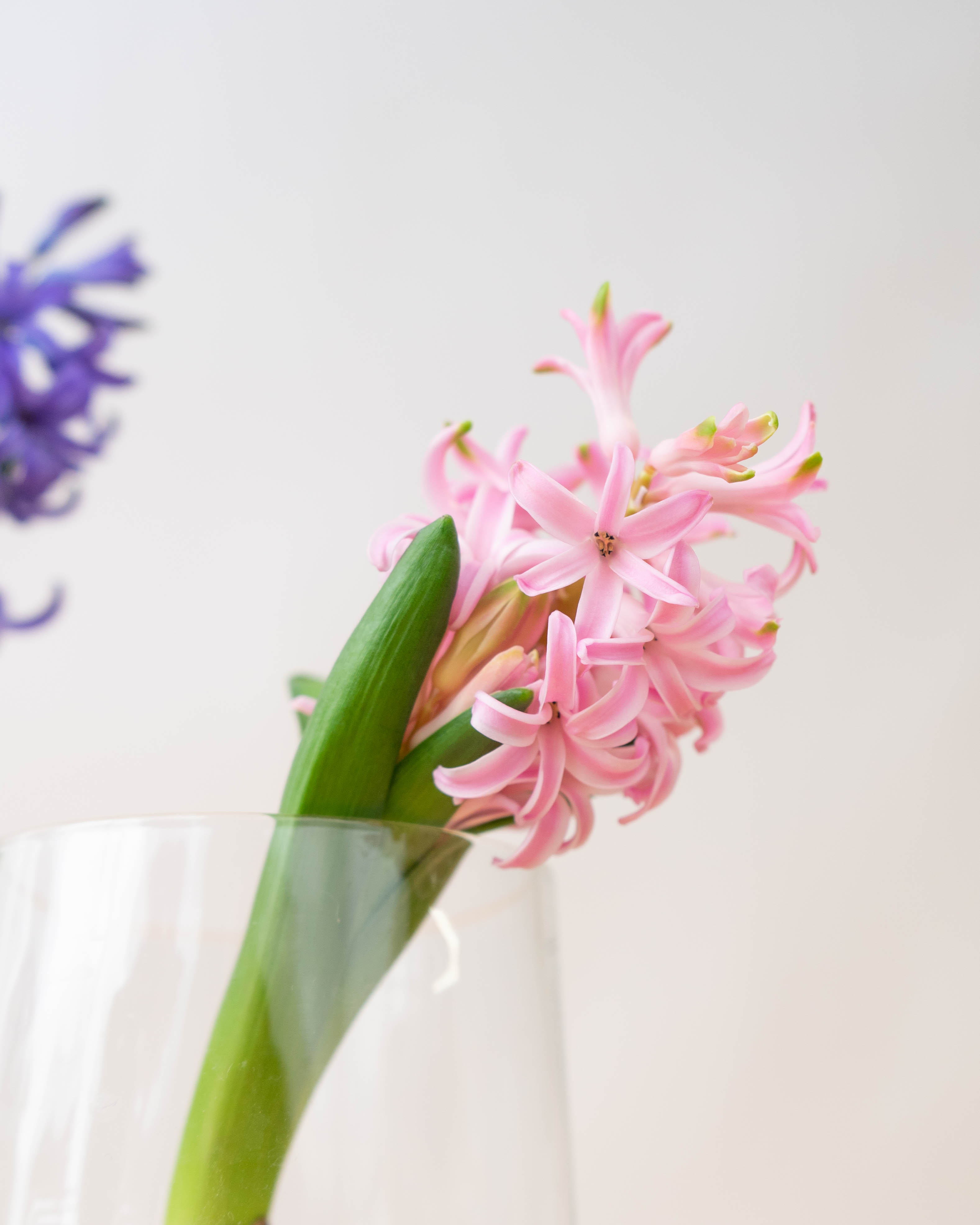 産地直送 球根ヒヤシンス ミックス（5球入り）／富山 富山県花卉球根