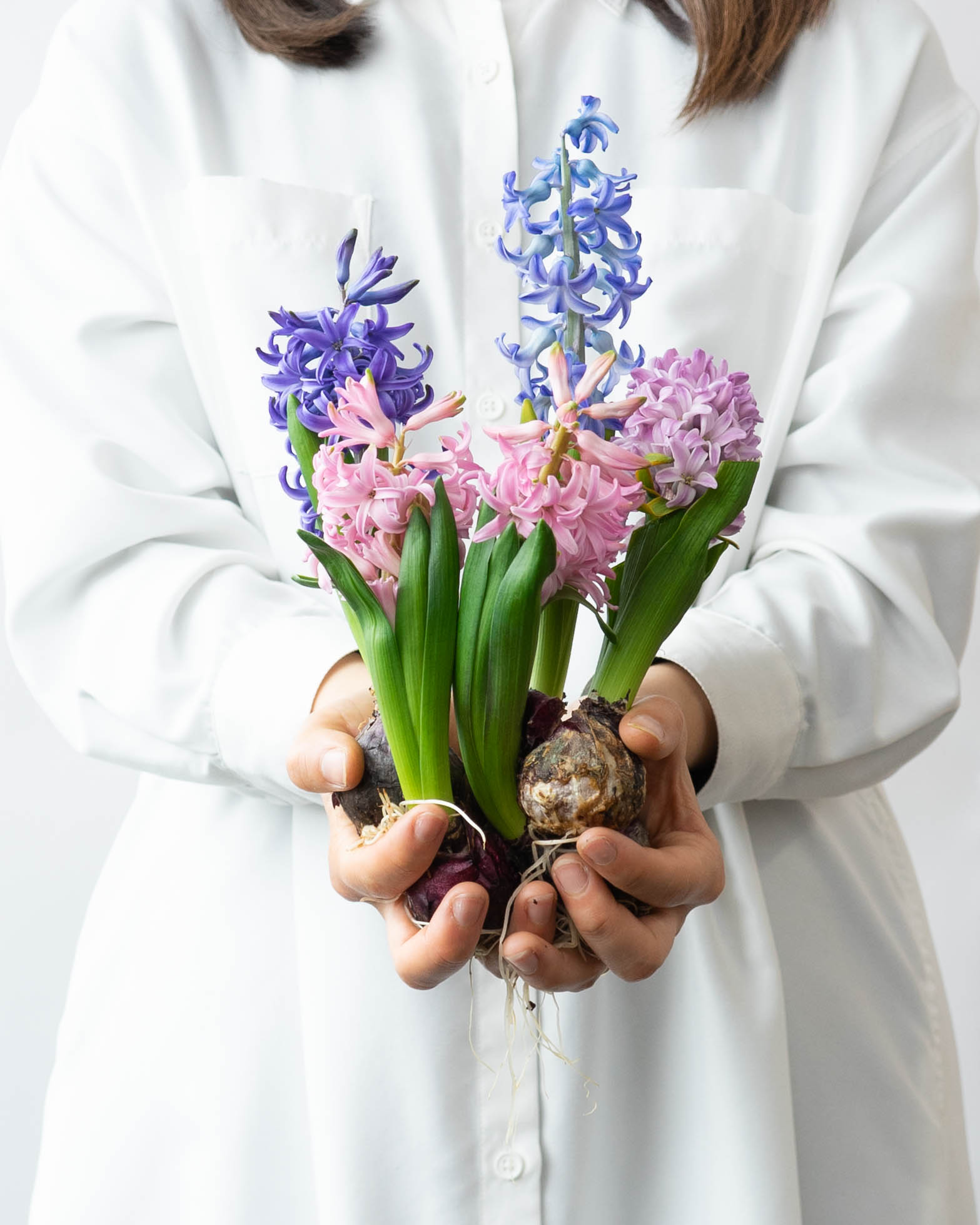 産地直送 球根ヒヤシンス ミックス（5球入り）／富山 富山県花卉球根