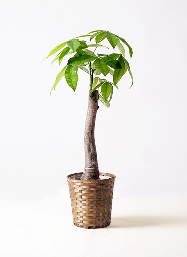 観葉植物 パキラ 8号 朴 竹バスケット 付き | 観葉植物ならHitoHana