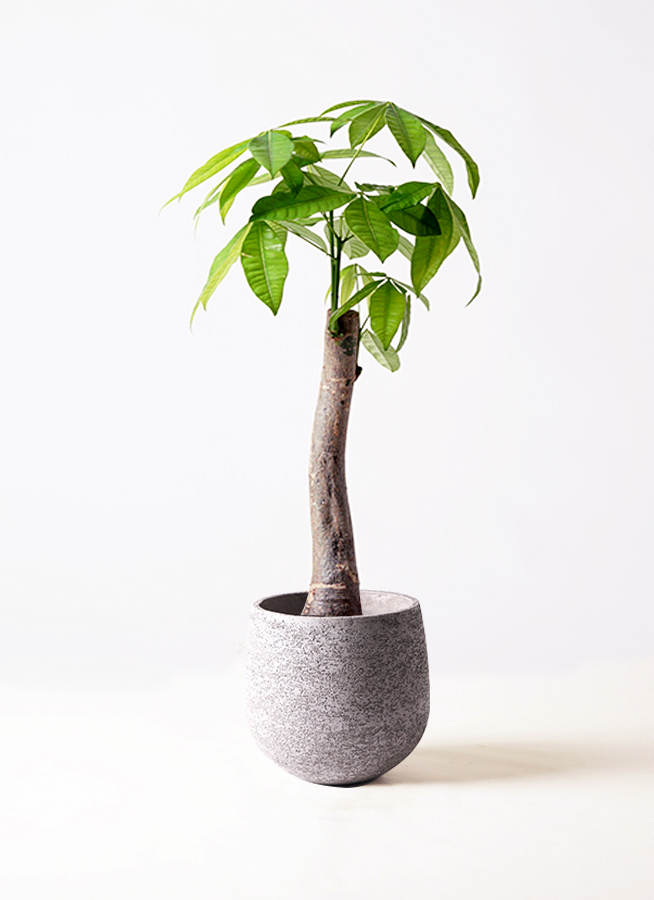 観葉植物 パキラ 8号 朴 エコストーンGray 付き | 観葉植物なら