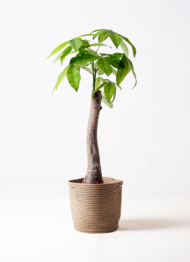 パキラ 朴 8号 140cm 観葉植物 パキラ 8号 朴 リブバスケットNatural 付き | 観葉植物なら