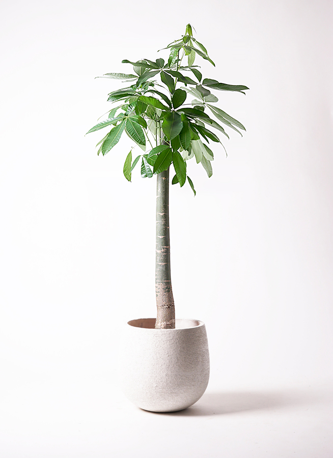 観葉植物 パキラ 10号 朴 ジュピター 白 付き | 観葉植物ならHitoHana