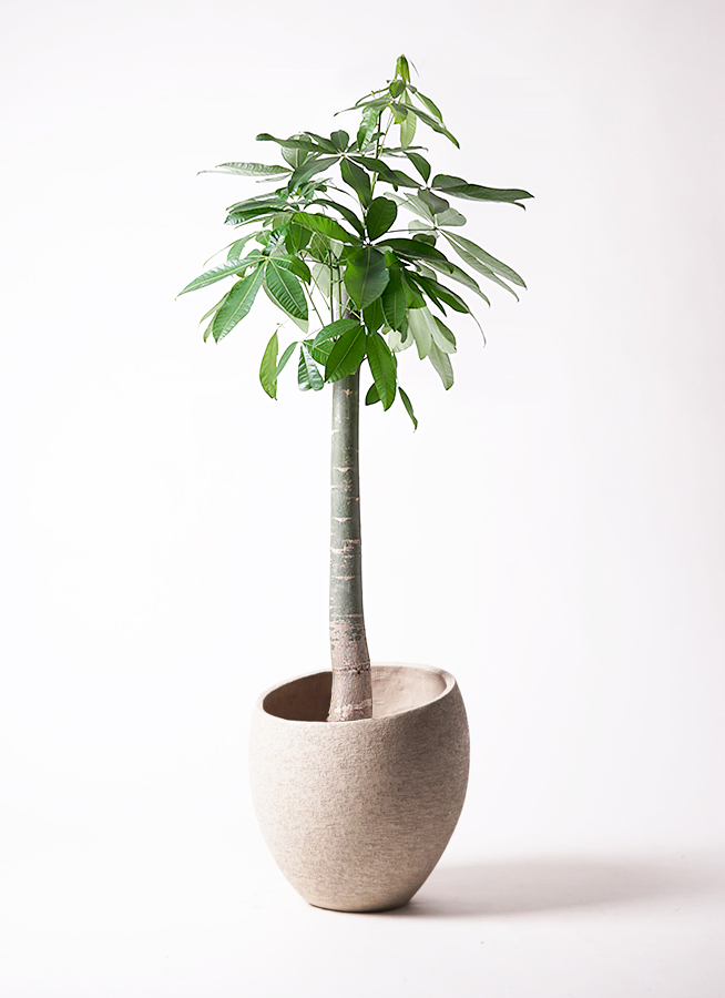 【直接取引】パキラ　樹形綺麗　観葉植物　10号 観葉植物 パキラ 10号 朴 リブバスケットNatural 付き | 観葉
