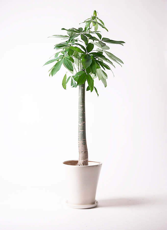 特価　パキラ　観葉植物 イイハナ】観葉植物「パキラ8号 バスケット」│花・フラワー