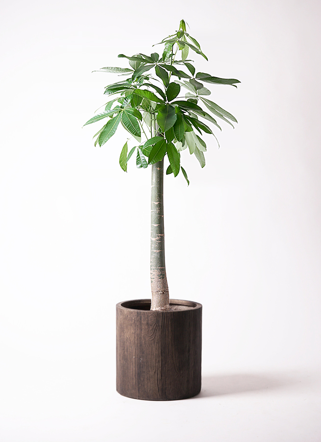 けんけん様 パキラ 陶器鉢 観葉植物 室内 けんけん様 パキラ 陶器鉢 観葉植物 室内