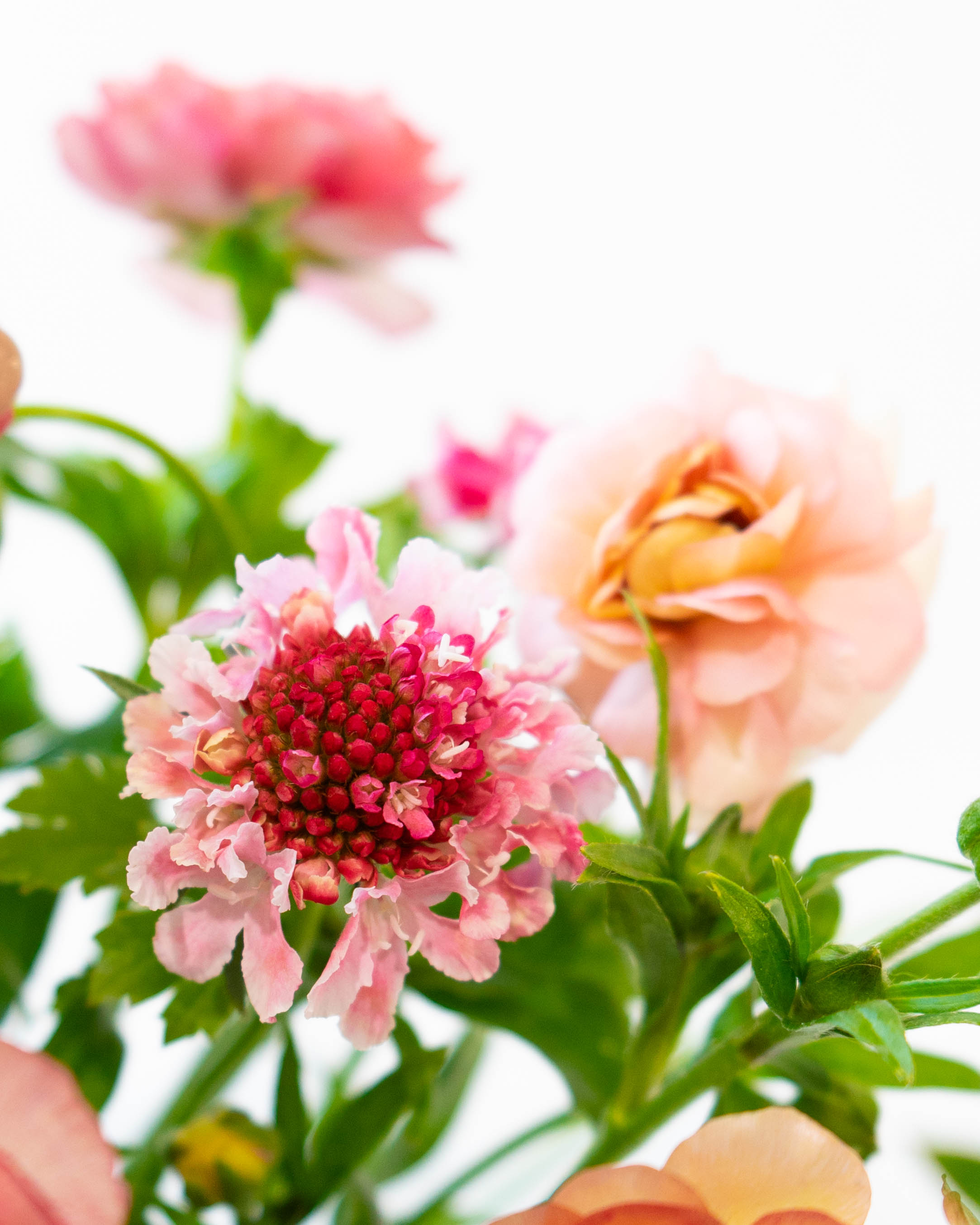産地直送 ラナンキュラスラックス 草花 花束 ピンク Mサイズ／千葉