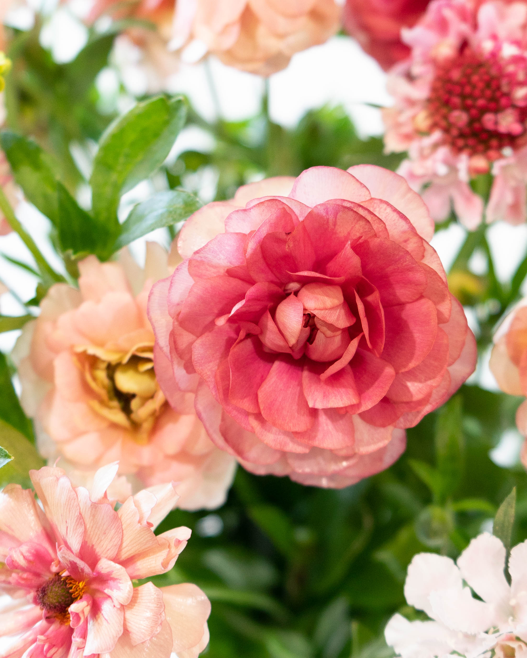 【♡】ピンク系ラナンキュラスの花束 産地直送 ラナンキュラスラックス 草花 花束 ピンク Mサイズ／千葉