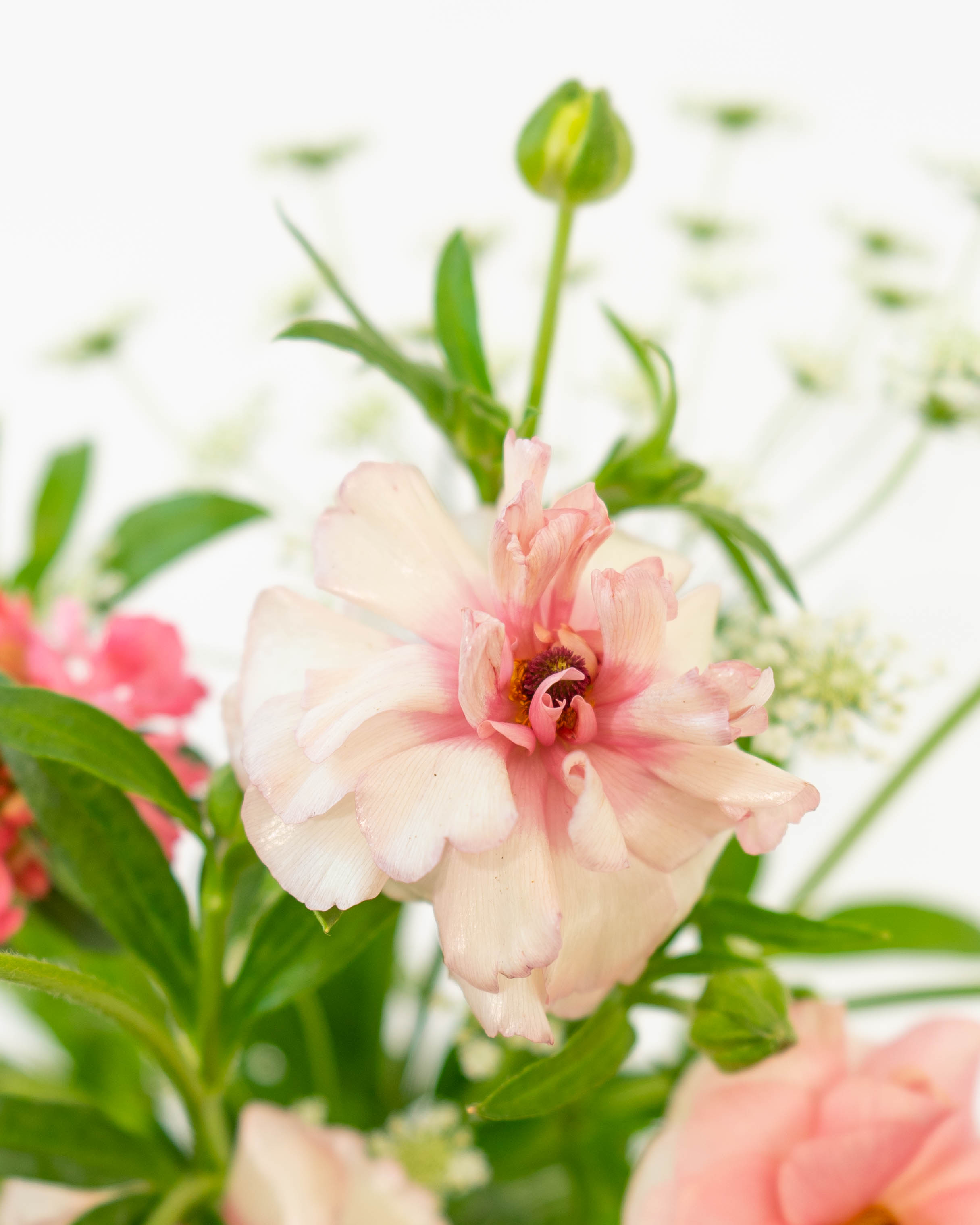 産地直送 ラナンキュラスラックス 草花 花束 ピンク Sサイズ／千葉