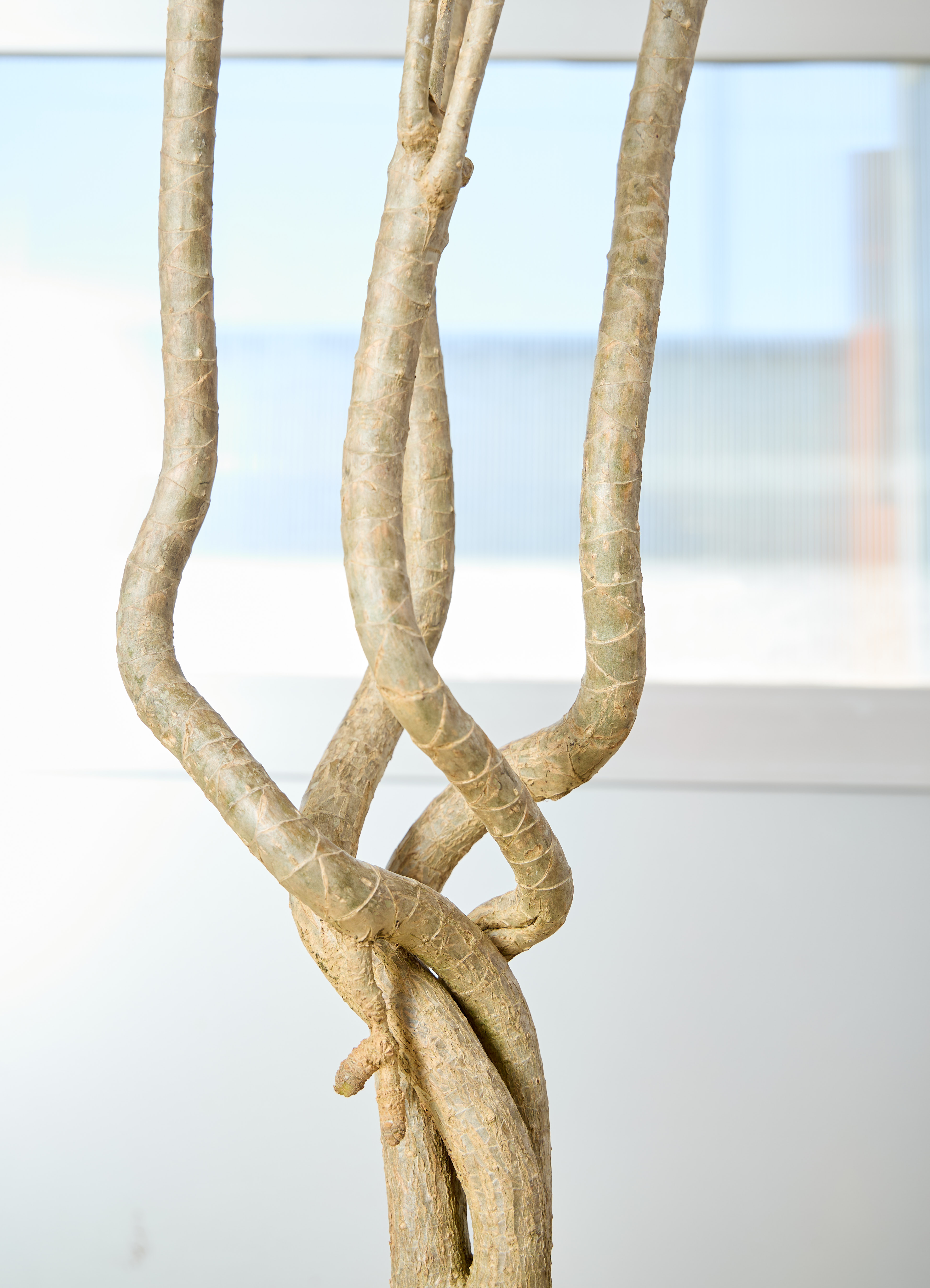 観葉植物 ドラセナ コンシンネ【180cm】 9号 トリカラー 曲り（龍 
