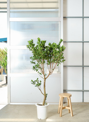 観葉植物 ガジュマル【175cm】9号 プラスチック鉢 #70100 ※1都3県配送