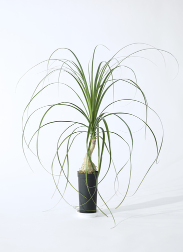 健康的なラン科植物 大鉢 コンクリート 鉢 飾らないままを飾る ミドル 直径44cm 大きい