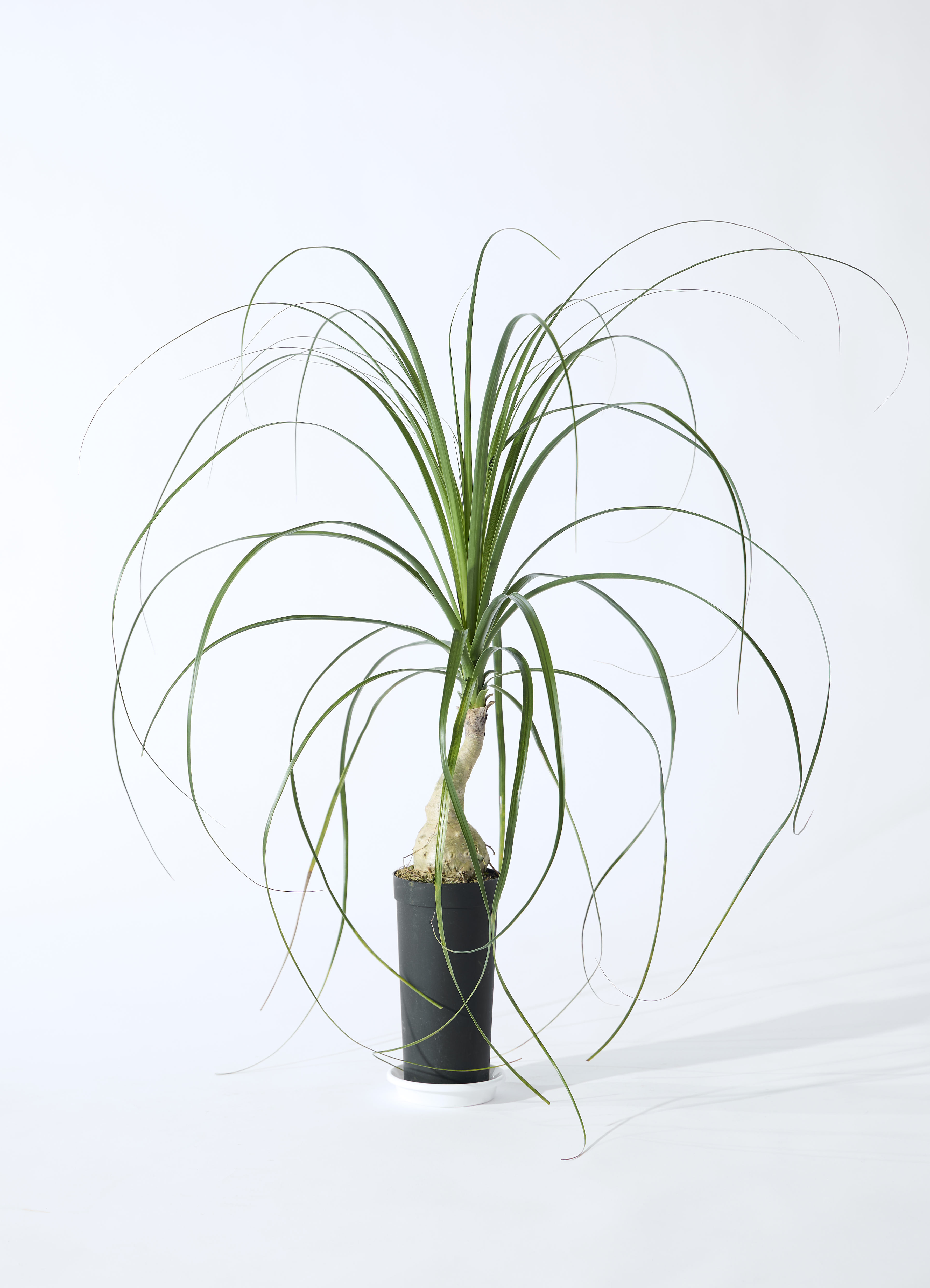 観葉植物　トックリラン 観葉植物 トックリラン 3.5号 ロング プラスチック鉢 | 観葉植物なら