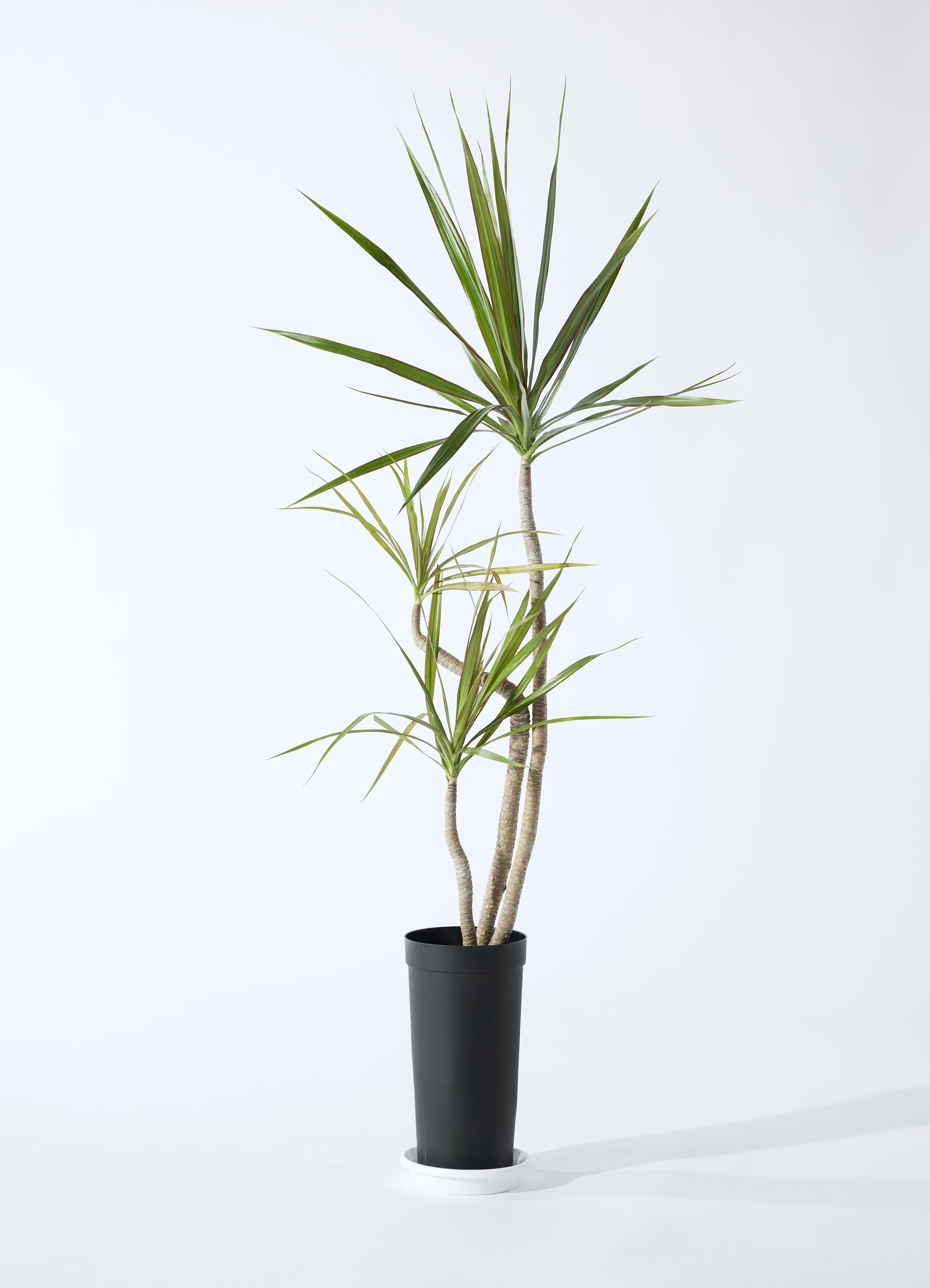 観葉植物 ドラセナ コンシンネ 3.5号 ロング トリカラー プラスチック