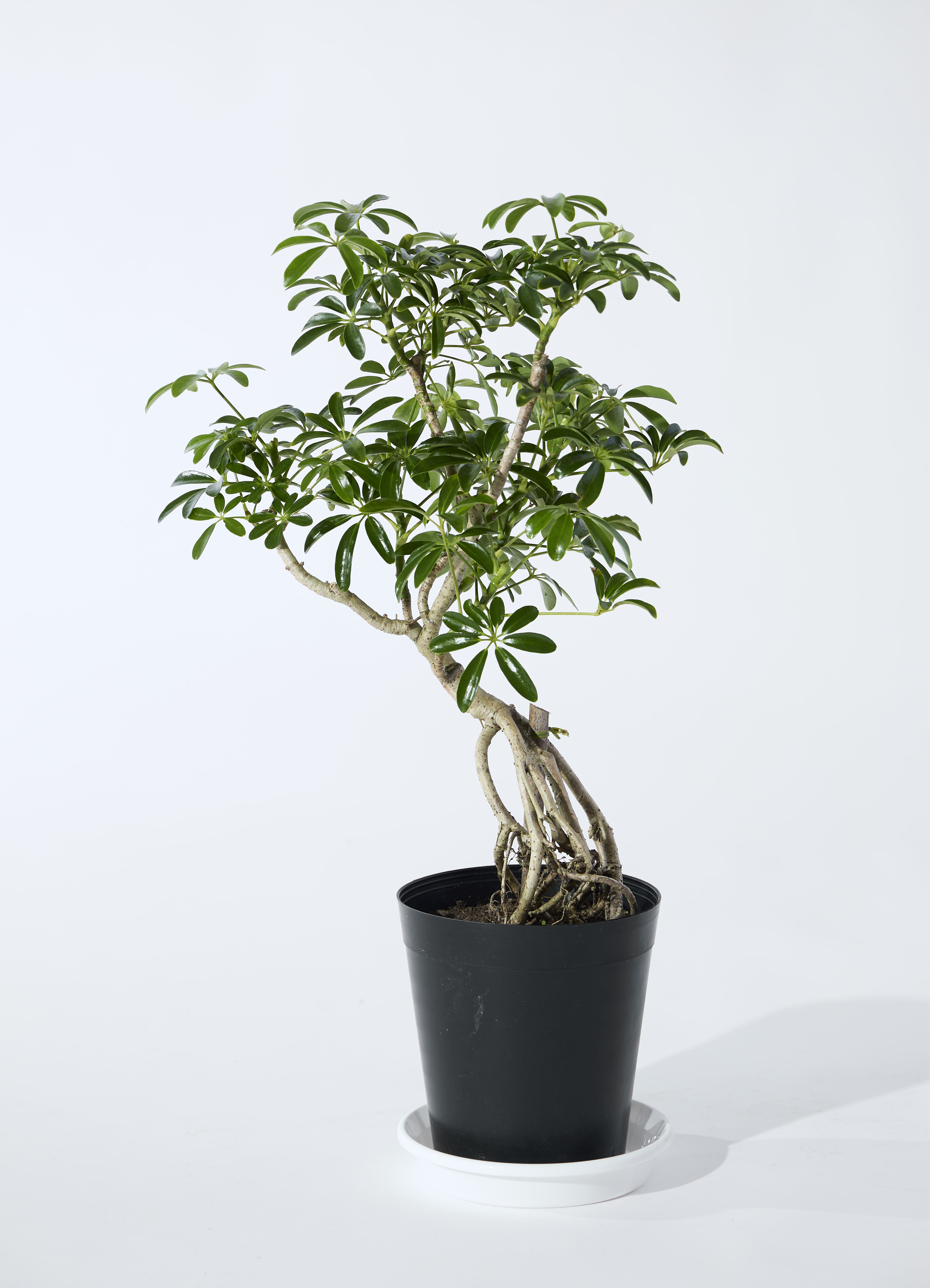 観葉植物 観葉植物 シェフレラ（カポック） 6号 根あがり プラスチック鉢 | 観葉