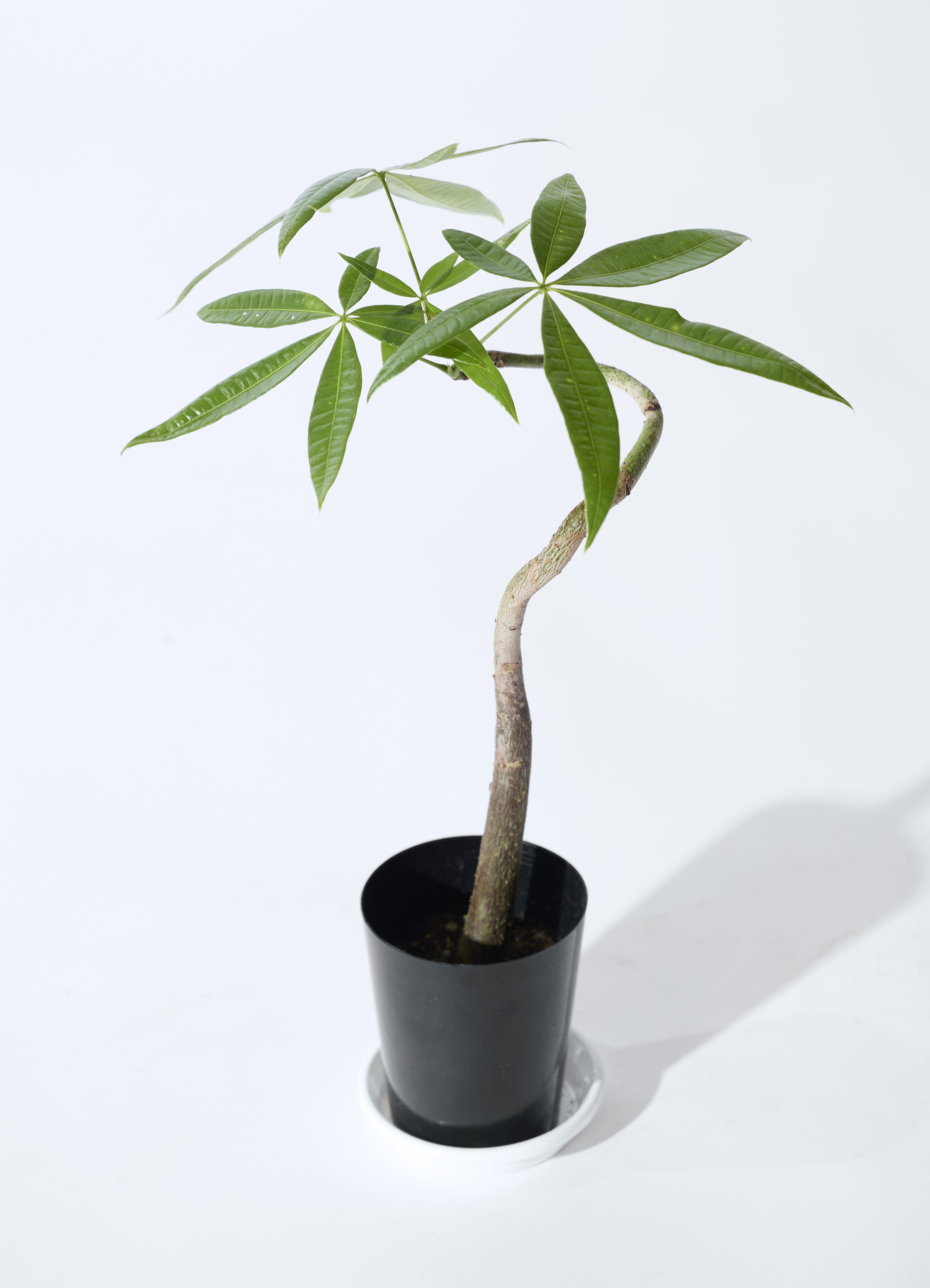 観葉植物 パキラ 3号 曲り プラスチック鉢 / 沖縄 屋嘉比 | 観葉植物