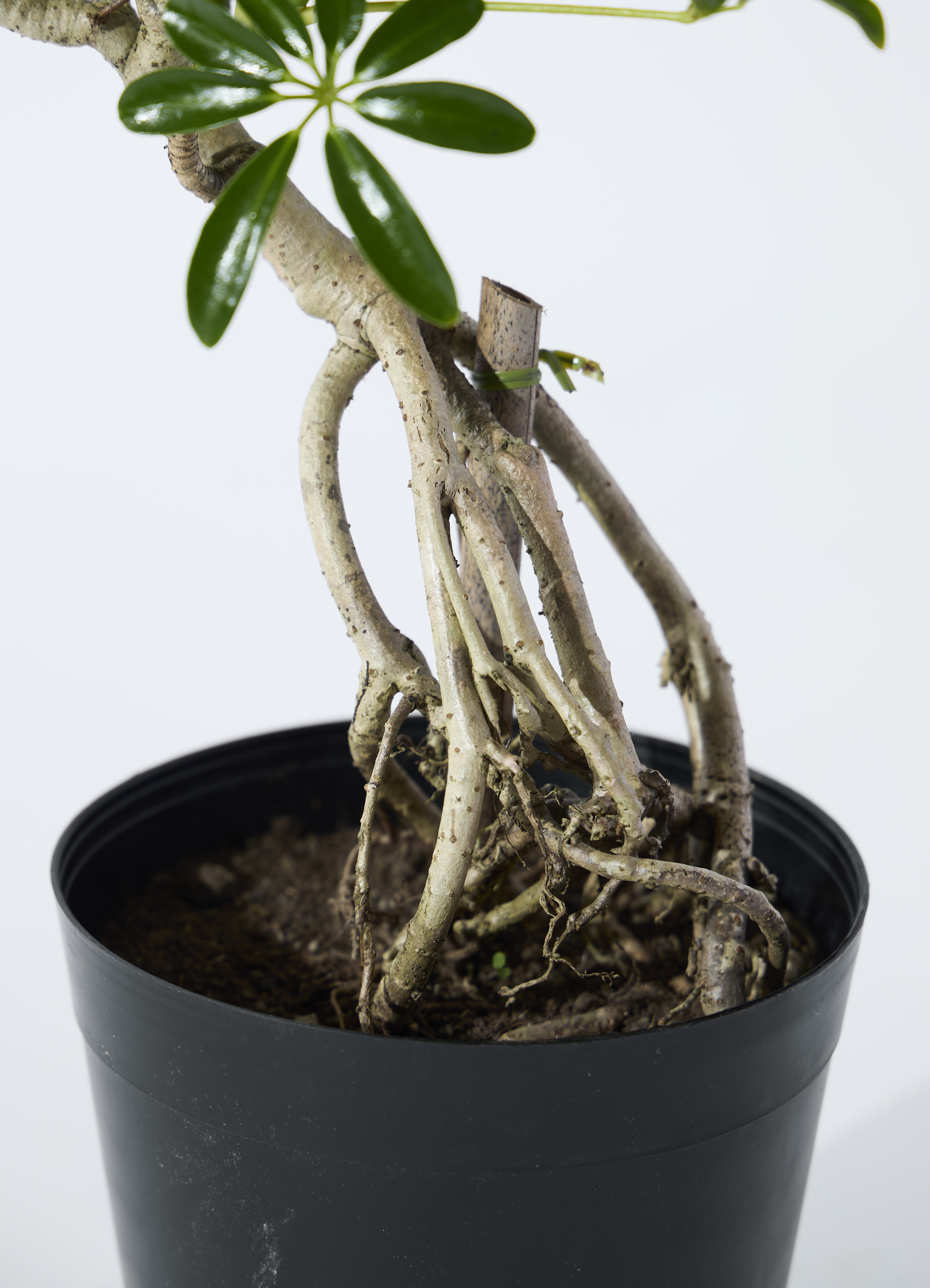 観葉植物 シェフレラ（カポック） 6号 根あがり スタンダードポット