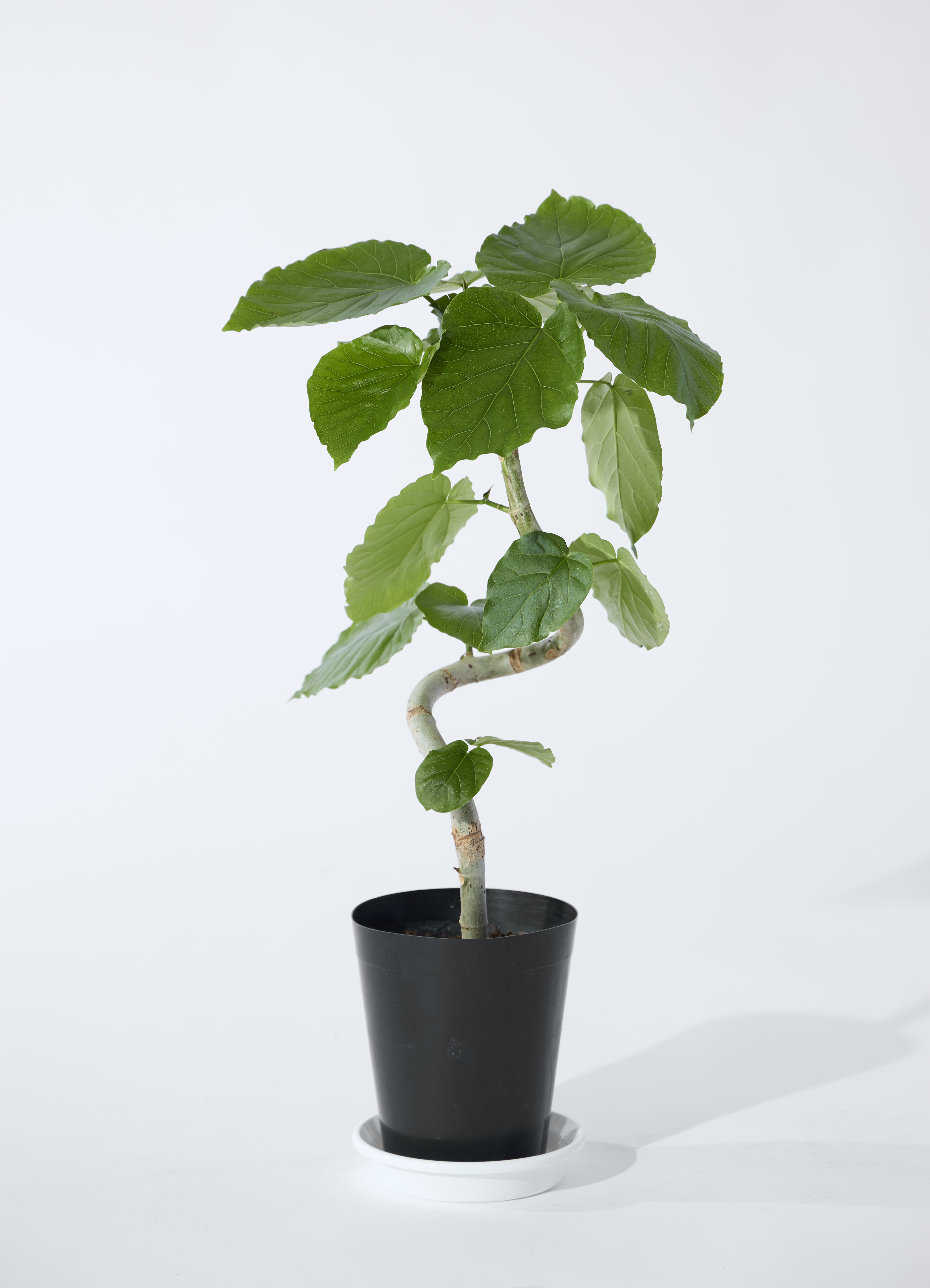 フィカス ウンベラータ | 観葉植物通販 HitoHana