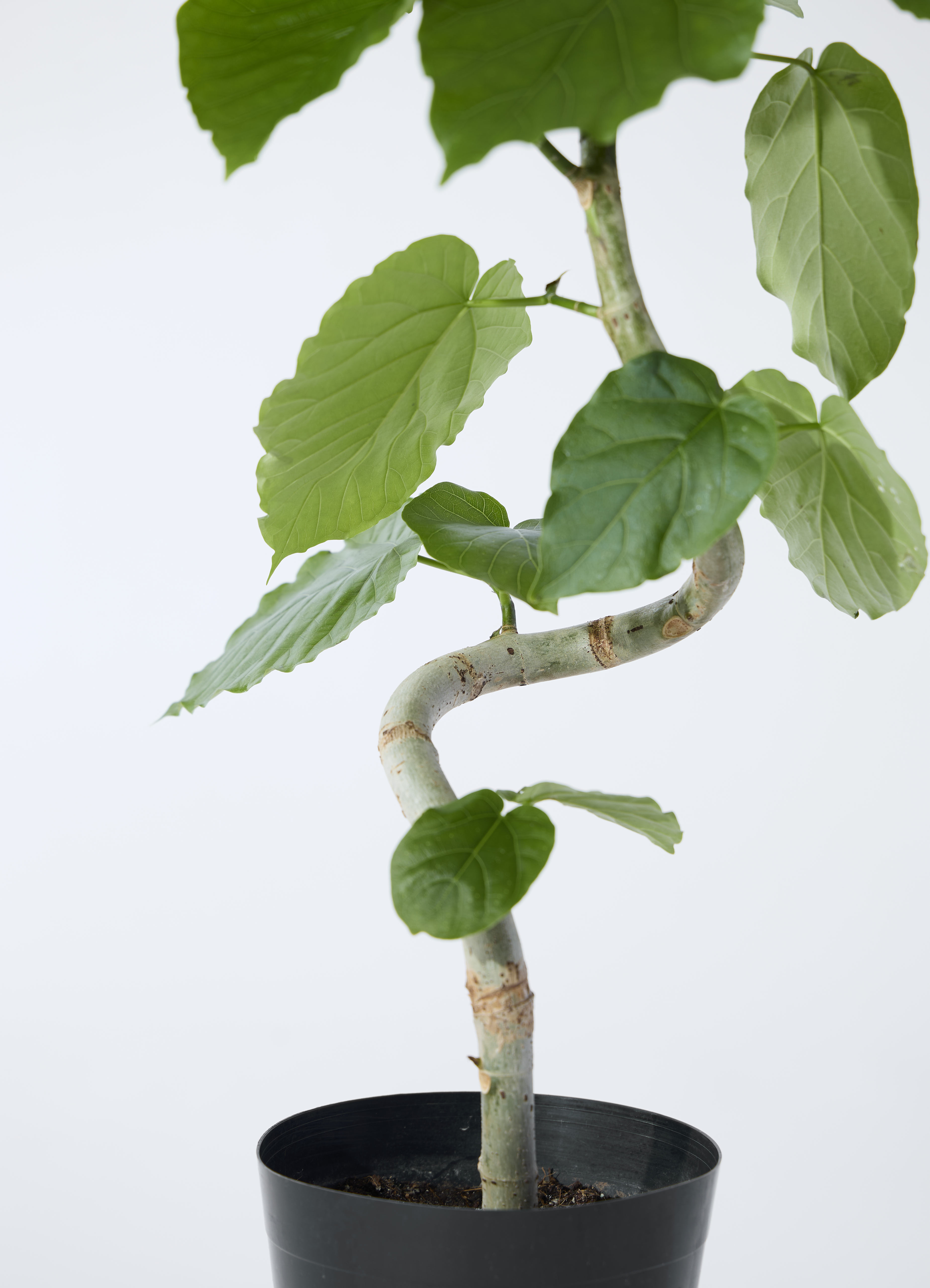 観葉植物 フィカス ウンベラータ 5号 曲り ライク ラウンド グレー