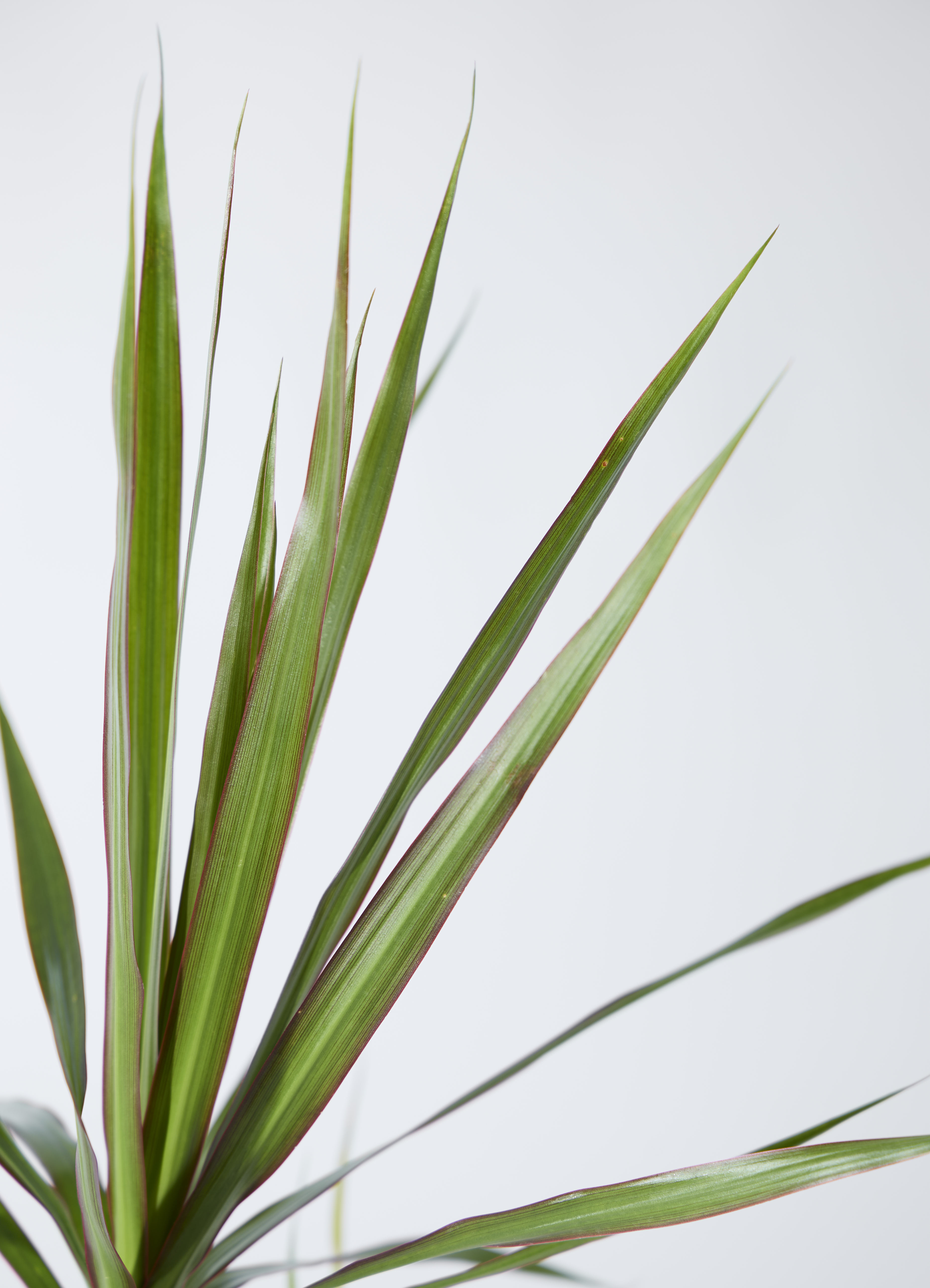 観葉植物 ドラセナ コンシンネ 3.5号 ロング トリカラー プラスチック