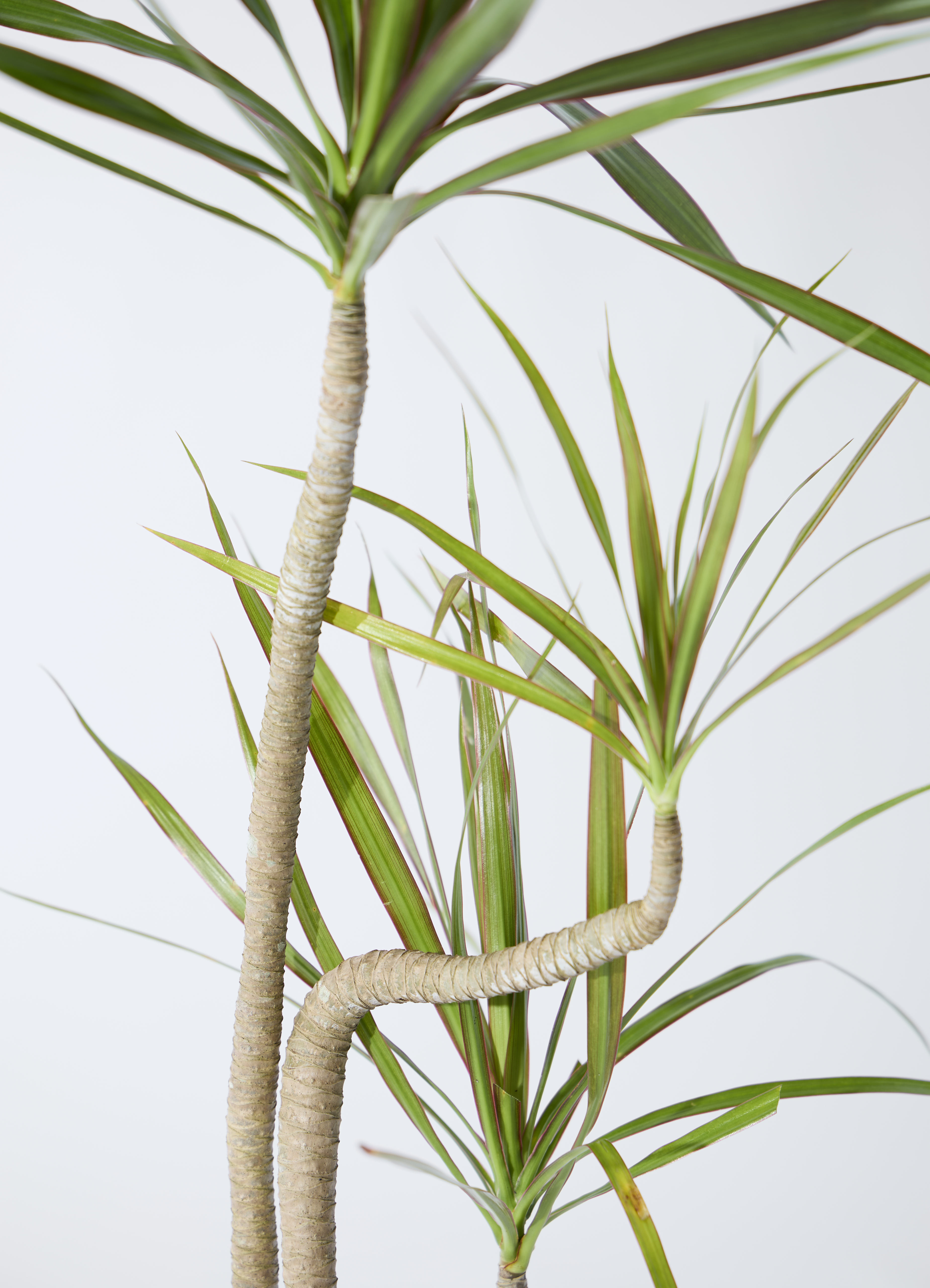 ドラセナ　×３株と、、 観葉植物 ドラセナ コンシンネ 3.5号 ロング トリカラー プラスチック