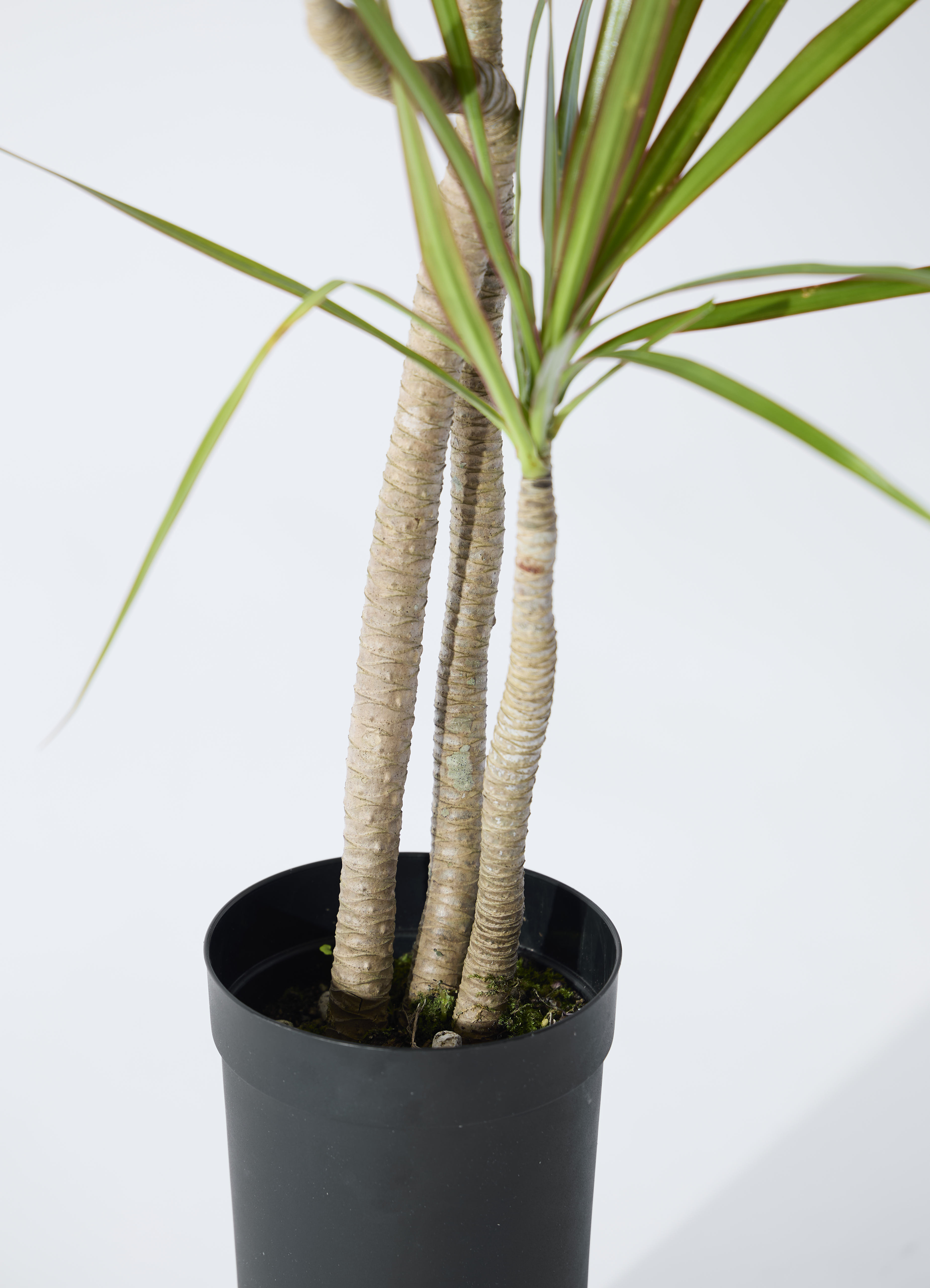 観葉植物 ドラセナ コンシンネ 3.5号 ロング トリカラー プラスチック